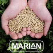 Hands Holding Seeds