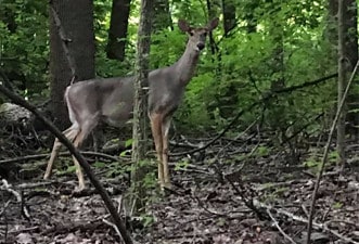 Deer2 Deer spotted during a Marian Inc. outdoor event