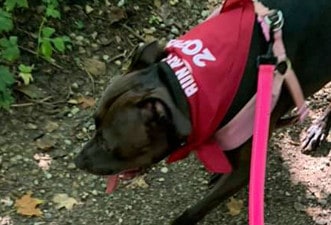 Dog Dog participating in a Marian Inc. community event