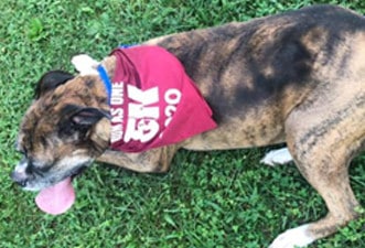 Dog3 Dog participating in a Marian Inc. community event
